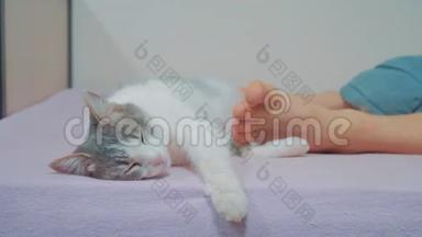 猫的生活方式是睡在主人的脚边。 老人的猫和腿睡在床上。 <strong>搞笑视频</strong>猫